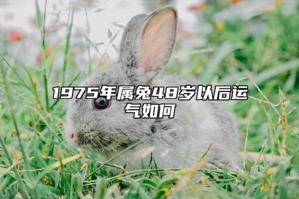 1975年属兔男在2022年运势 1975年属兔男2022年运势解析事业财运与感情走向
