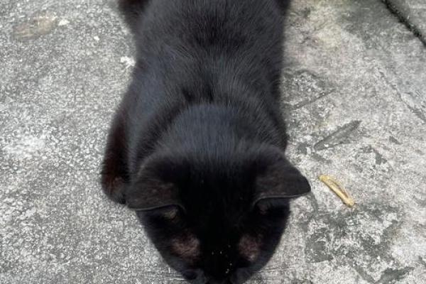 梦见黑猫(梦见黑猫咬我)