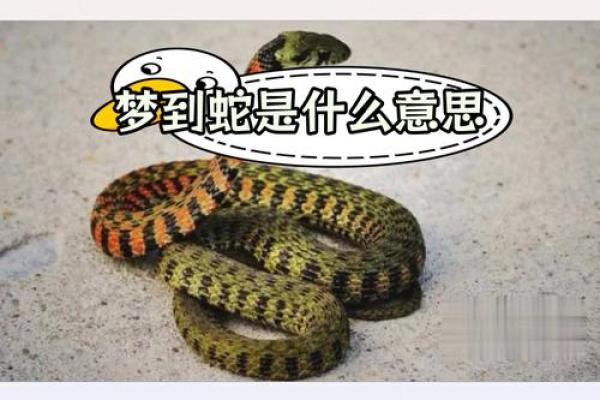 梦见大蛇是什么预兆(梦见大蟒蛇是什么预兆 女性)
