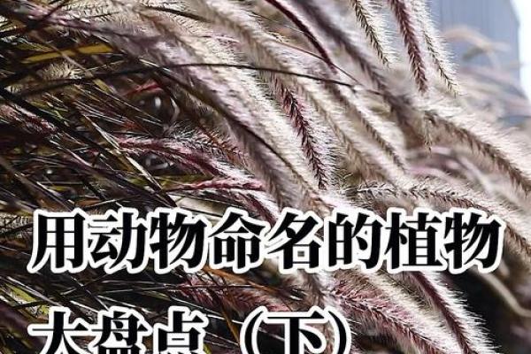 用动物取公司名字(用动物取公司名字怎么取)