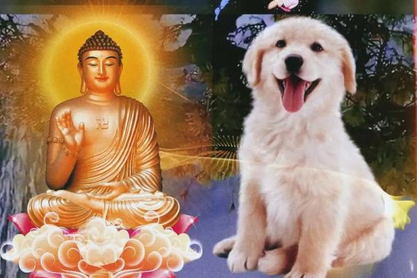 1994年属狗结婚吉日(94年属狗结婚利月2021)