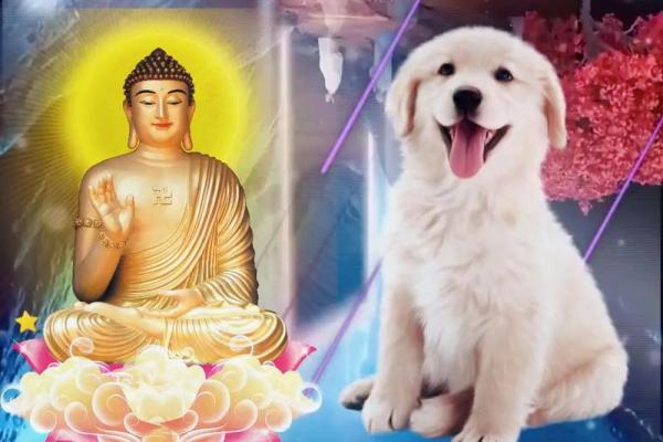 1994年属狗结婚吉日(94年属狗结婚利月2021)