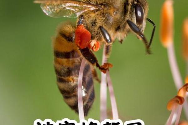 梦见蜜蜂(梦见蜜蜂是什么预兆)