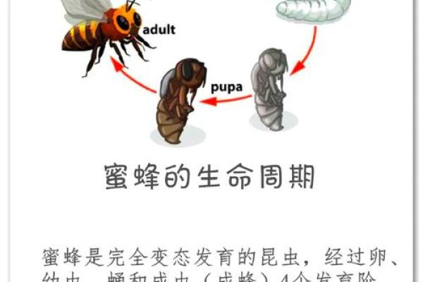 梦见蜜蜂(梦见蜜蜂是什么预兆)