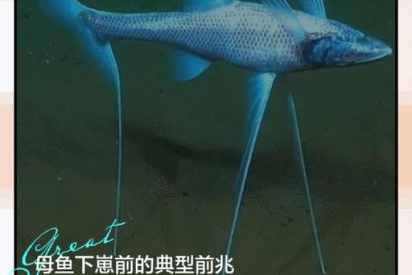 梦见鱼是什么意思有什么预兆(梦见鱼是什么意思有什么预兆周公解梦)