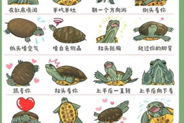 女人梦到乌龟什么预兆(女人梦见乌龟好吗)