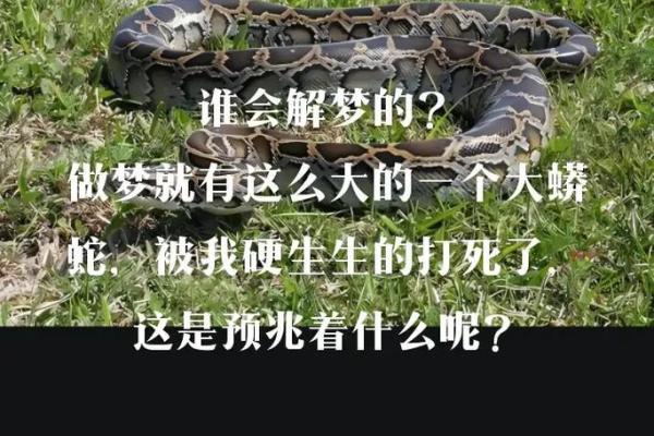 梦见很多蛇是什么预兆 女性(梦见很多蛇是什么意思 周公解梦)