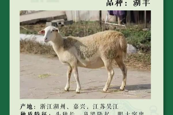 带羊的公司名字(带羊的公司名字怎么取)