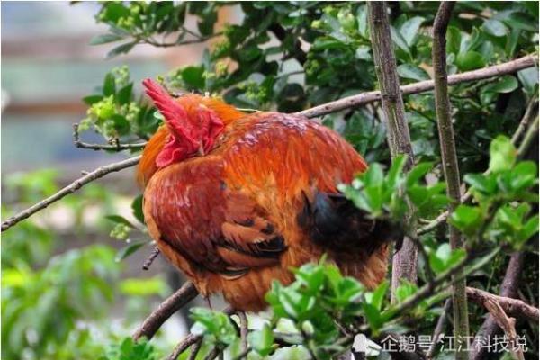 2025年3月份属鸡的人安门吉日精选_2025年3月属鸡安门吉日精选助你择日顺利
