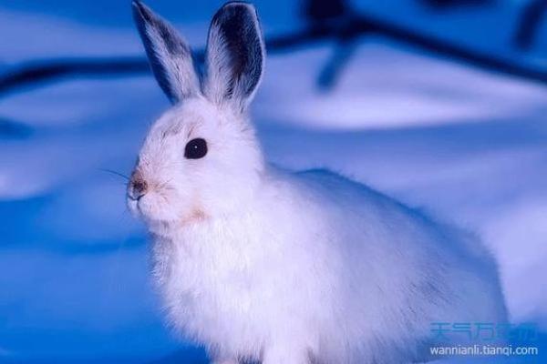 2026年6月生肖兔巨蟹座平治道涂修墓吉日:道路修整 2026年6月生肖兔巨蟹座平治道涂修墓吉日:道路修整