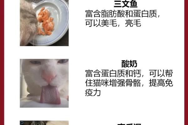 梦见小猫-梦见小猫咪生了很多小猫咪