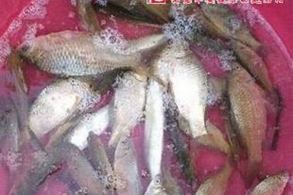 梦见抓鱼是什么预兆 女性,梦见抓鱼是什么预兆 女性吉凶
