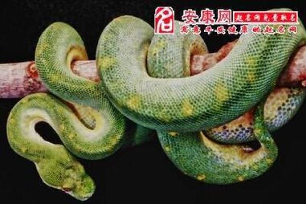男人梦见蛇的七大预兆—男人梦见蛇的七大预兆周公解梦