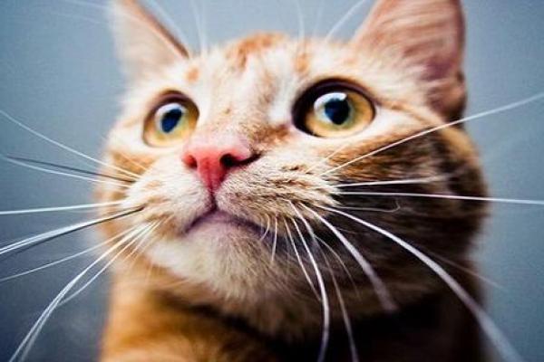 梦见猫是什么意思;中年女人梦见猫是什么预兆