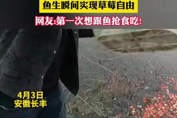 梦见吃鱼—梦见吃鱼很多刺什么意思