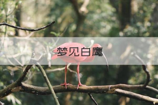 梦见过世的亲人是什么预兆？-梦见过世的亲人是什么预兆？孕妇