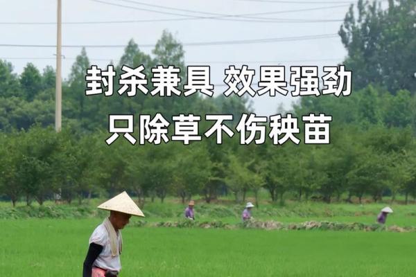 梦见插秧苗是什么兆头—梦见插秧苗是什么兆头2022年