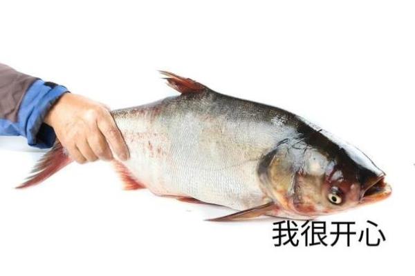 梦见好多鱼-梦见好多鱼自己在抓鱼是什么意思