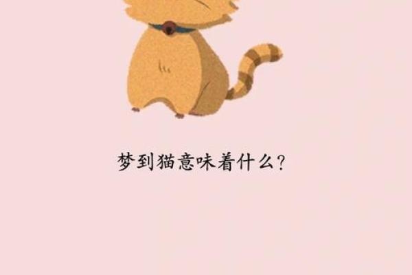 梦见小猫是什么意思—梦见小猫是什么预兆 女性