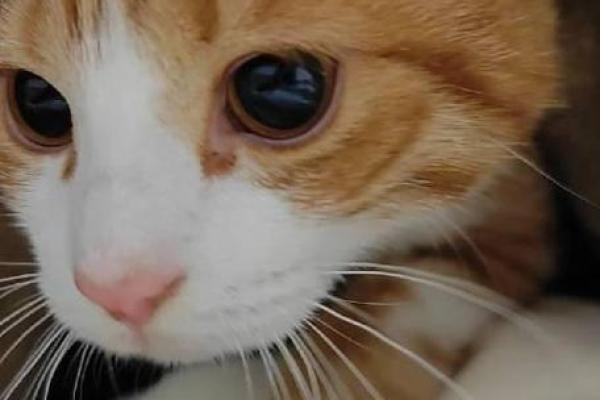 梦见小猫是什么意思—梦见小猫是什么预兆 女性