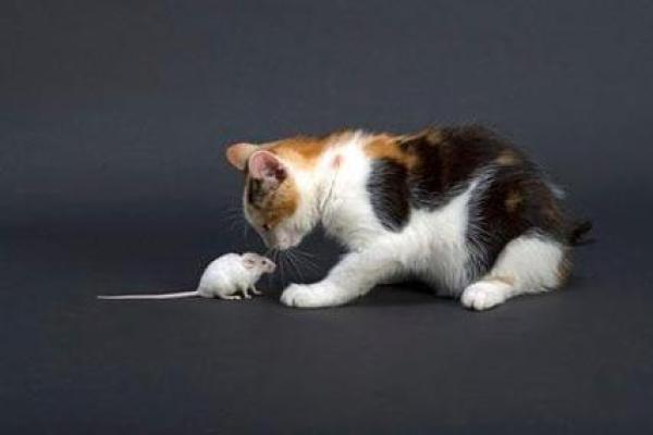 已婚女人梦见猫的七大预兆,已婚女人梦见猫的七大预兆什么意思