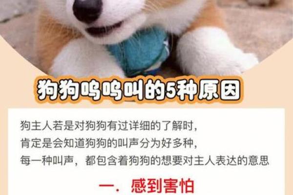 梦到狗—梦到狗是什么征兆