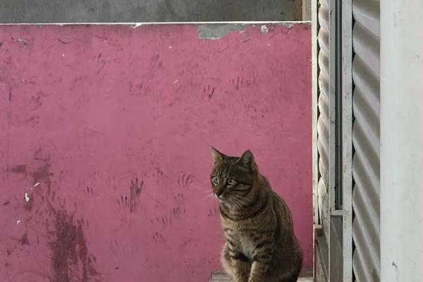 梦见被猫咬了是什么意思-梦见被猫咬了是什么意思没出血