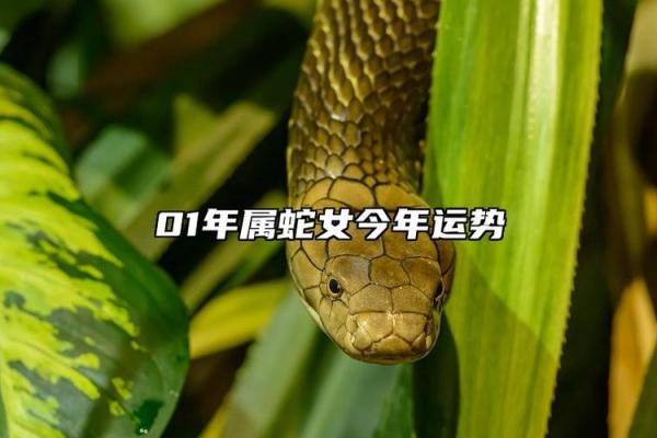 01年蛇跟什么属相配 01年蛇跟什么属相配排行