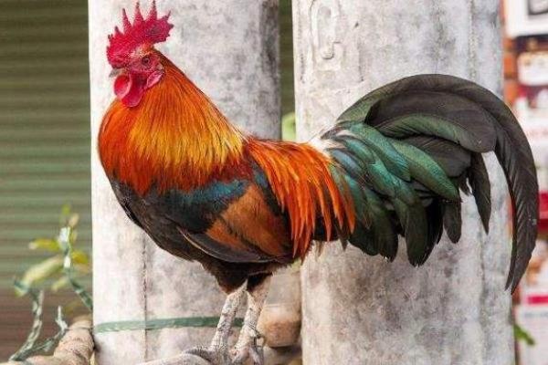 属鸡2025年三大喜事是什么,202几年属鸡