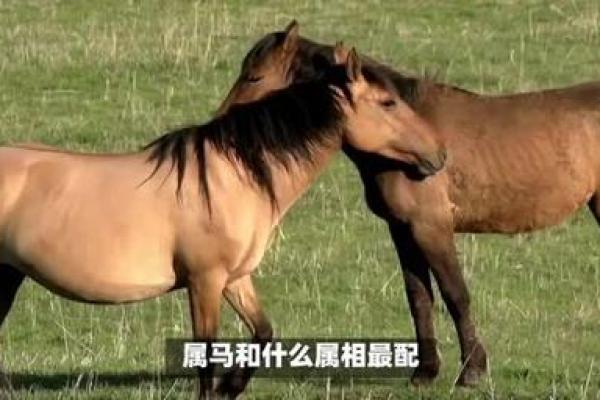 马和什么属相冲,马和什么属相冲 子女