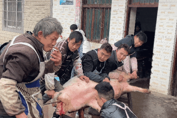 梦见杀猪是什么预兆(梦见杀猪是什么预兆打麻将)