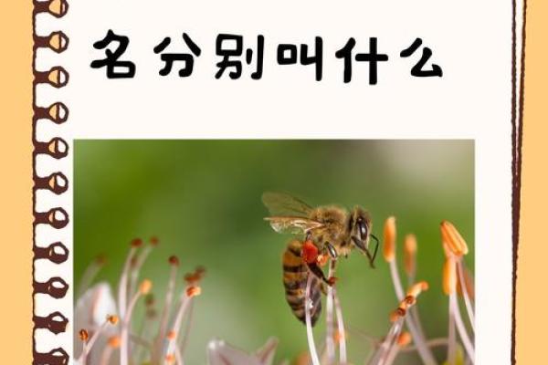 梦见蜜蜂是什么预兆(梦见蜜蜂是什么预兆和蜂巢)