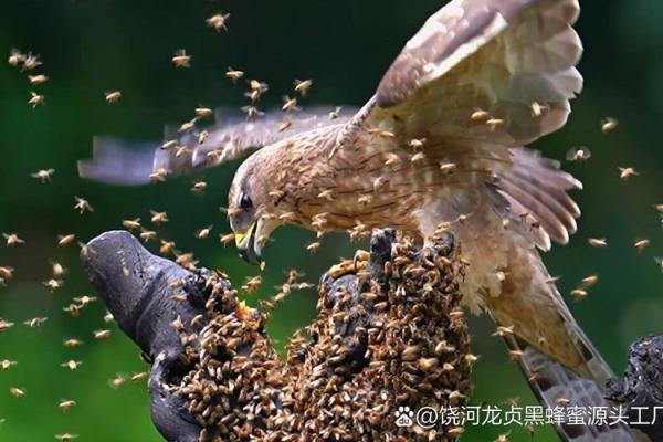 梦见蜜蜂是什么预兆(梦见蜜蜂是什么预兆和蜂巢)