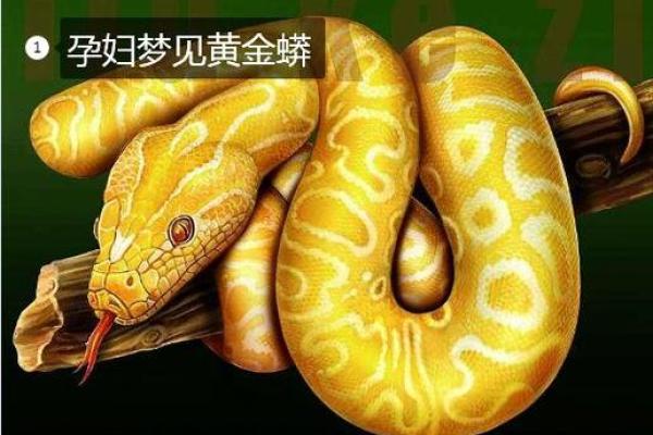 梦见蟒蛇是什么预兆 女性(梦见蟒蛇是什么预兆 女性已婚)