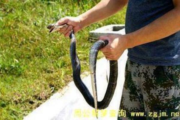 梦到蛇是什么征兆 男性(白天梦到蛇是什么征兆 男性)