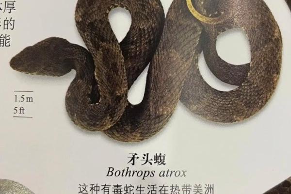 孕妇梦见蛇预示着什么(孕妇梦见蛇预示着什么孕妇梦见鱼)