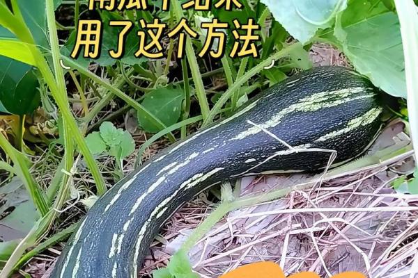 梦见南瓜是什么兆头(梦见南瓜是什么兆头梦见一地南瓜,摘了三个)
