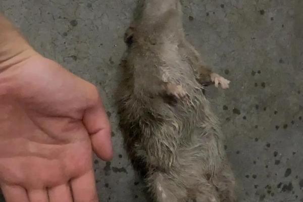 梦见打死老鼠(梦见打死老鼠流了好多血预示什么)