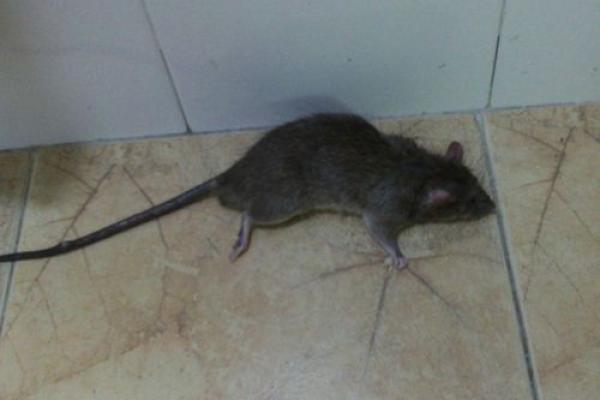 梦见打死老鼠(梦见打死老鼠流了好多血预示什么)