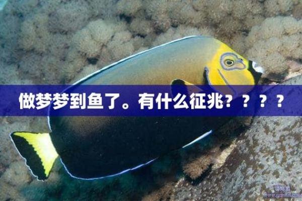 中年女人梦见鱼是什么预兆(中老年女人梦见好多鱼)