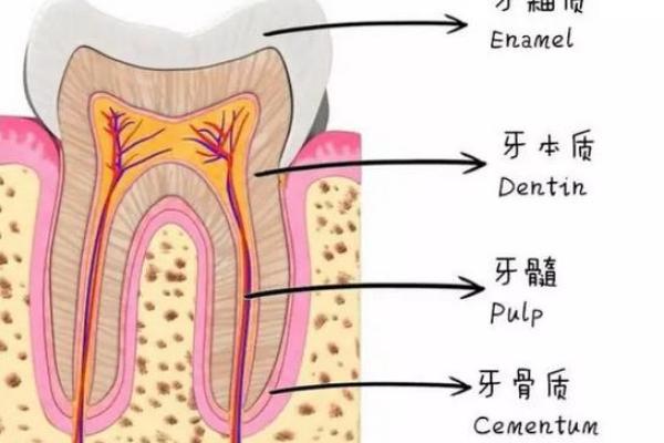 梦见掉牙不带血家里会死人吗(自己牙掉了什么预兆)