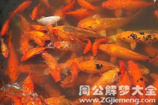 梦见好多鱼(梦见好多鱼有死的有活的什么意思)