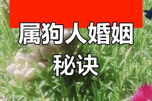 94年狗的结婚吉日