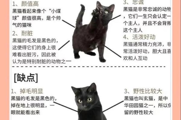 梦见黑猫是什么意思(梦见黑猫是什么意思周公解梦女人)