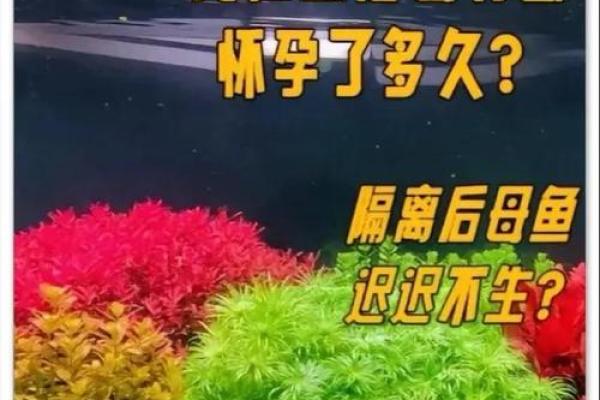 女人梦见鱼是什么征兆(离婚女人梦见鱼是什么征兆)