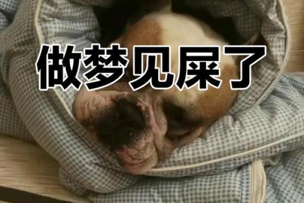 梦见拉了一大堆屎是什么预兆(梦见拉了一大堆屎是什么预兆 女性)