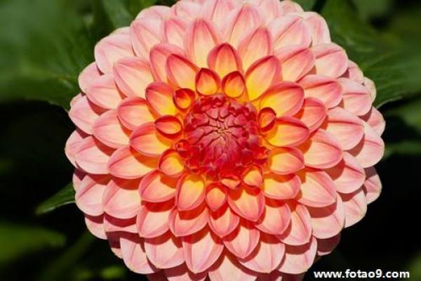 梦见花是什么预兆(梦见花是什么预兆 女性解梦)