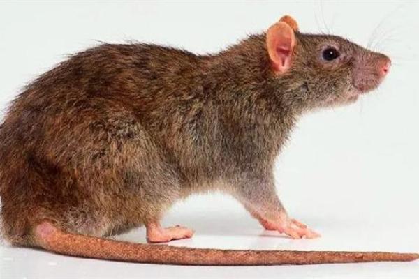 梦到老鼠是什么征兆 男性(梦到老鼠是什么征兆 男性怀孕)