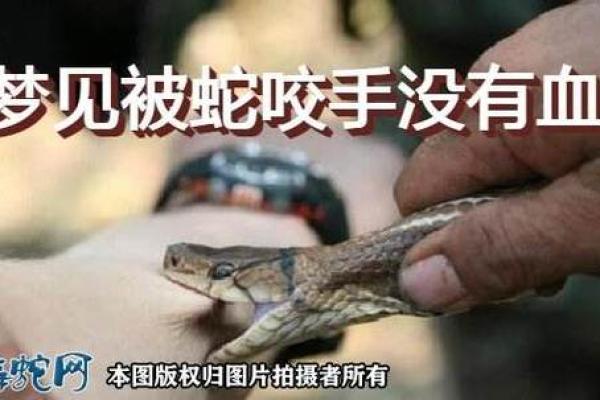 梦见蛇咬自己是什么兆头(梦见蛇咬自己是什么兆头男性)