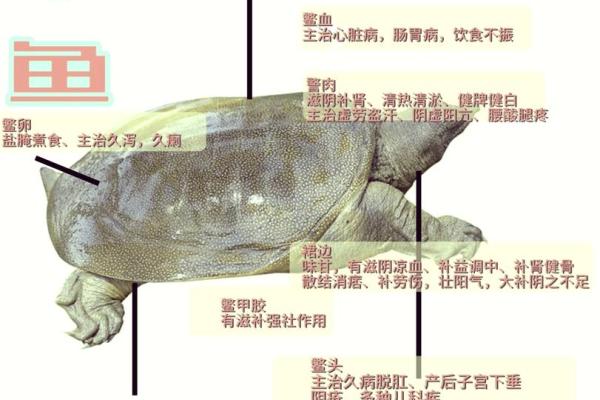 梦见甲鱼是什么兆头(梦见甲鱼是什么兆头男)